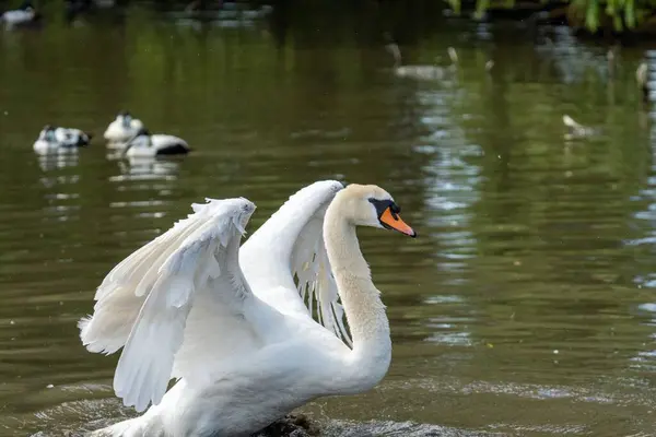 Piękny Elegancki Biały Łabędź Przygotowujący Się Ucieczki Jeziora — Zdjęcie stockowe
