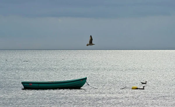 Eine Wunderschöne Meereslandschaft Mit Zwei Schwimmenden Enten Und Einem Boot — Stockfoto