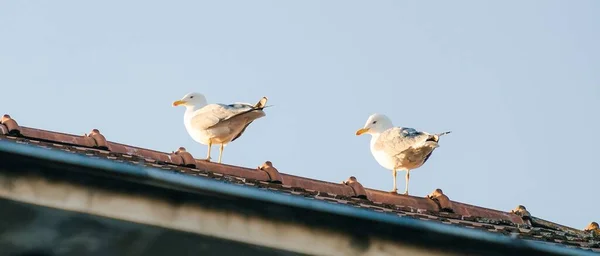 Ein Möwenpaar Das Einem Klaren Hellen Tag Auf Einem Dachfirst — Stockfoto
