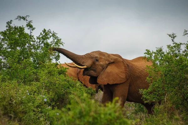 Close Elefante Rasgando Grama Com Tronco Parque Nacional Kruger — Fotografia de Stock