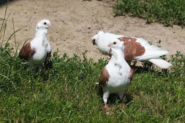 Gros Plan Vieux Pigeons Hibou Allemand Dans Herbe Verte — Photo