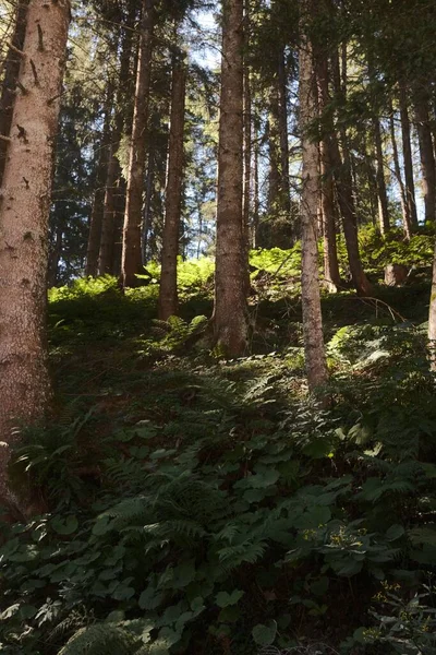 Les Rayons Soleil Traversent Les Cimes Des Arbres Dans Forêt — Photo