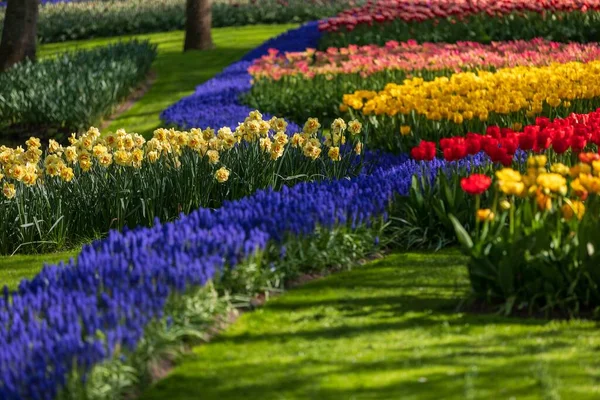 Der Berühmte Keukenhof Garten Mit Bunten Tulpen Lisse Niederlande — Stockfoto