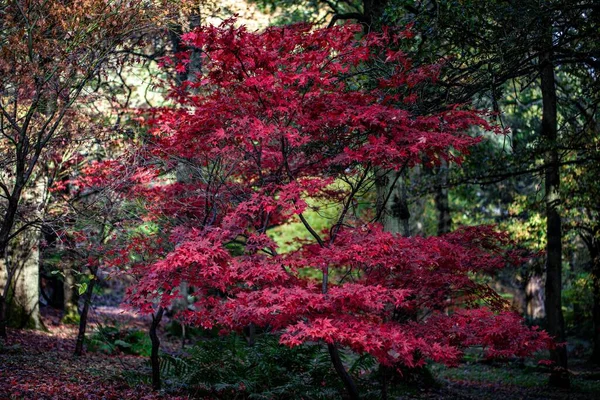 Крупним Планом Рожеві Карти Лісі Вдень — стокове фото
