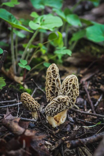 Cogumelos Morel Crescendo Uma Floresta — Fotografia de Stock