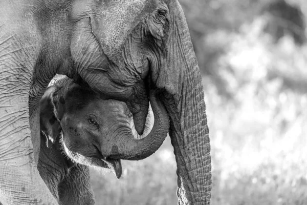 Серый Слон Слонёнком Багажником — стоковое фото