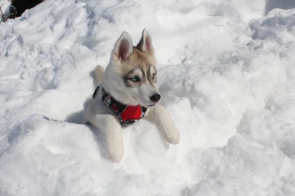 Söt Sibirisk Husky Hund Ras Leker Hög Med Snö — Stockfoto