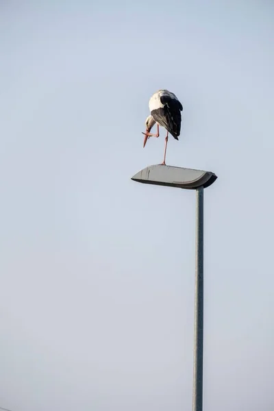 Ein Ausgewachsener Storch Hockt Auf Einem Laternenpfahl Schwarz Weiß Töne — Stockfoto