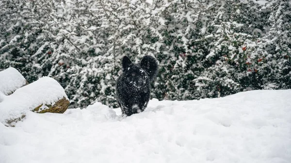 Een Schattige Zwarte Pluizige Hond Rent Sneeuw Een Park — Stockfoto