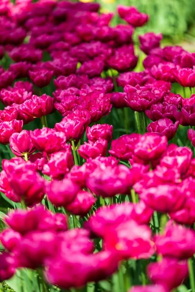Eine Vertikale Nahaufnahme Schöner Rosafarbener Tulpen Einem Garten — Stockfoto