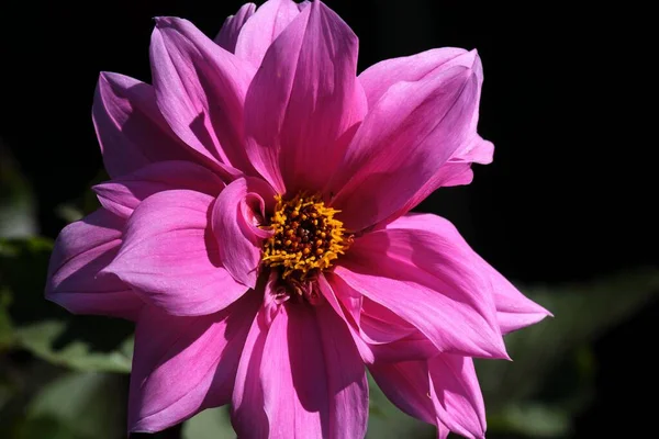 Primo Piano Bellissimo Fiore Dalia Viola — Foto Stock