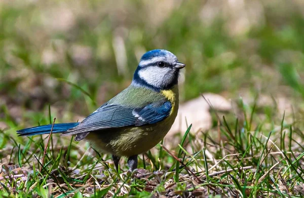 Petit Oiseau Plumage Bleu Jaune Debout Sur Herbe Gros Plan — Photo