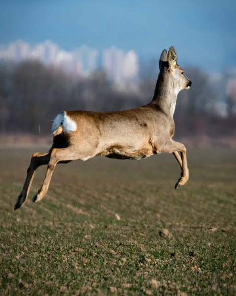 Een Verticaal Schot Van Roe Herten Springen Het Veld Bij — Stockfoto