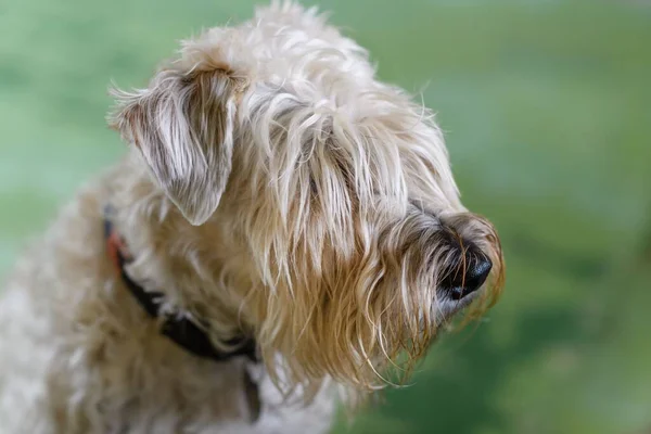 Parkta Pofuduk Beyaz Bir Köpeğin Yakın Çekimi — Stok fotoğraf