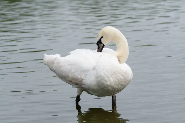Beautiful White Swan Standing Pond Ruffling Its Feathers — Stock Photo, Image