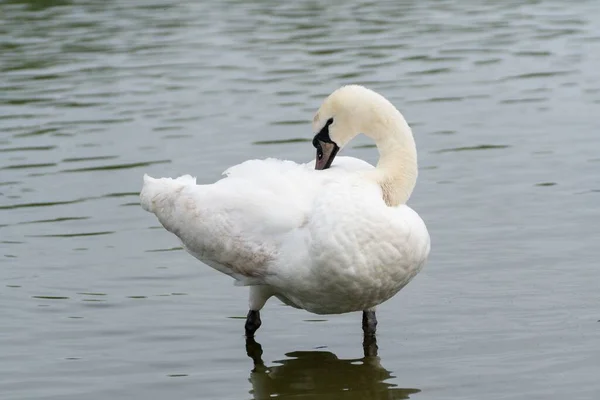 Hermoso Cisne Blanco Pie Estanque Volando Sus Plumas —  Fotos de Stock