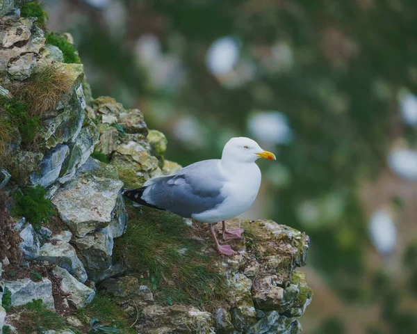 背景模糊的岩石上美丽的海鸥 — 图库照片