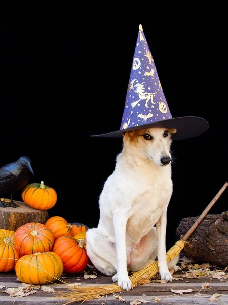 Cão Vestido Para Halloween Com Chapéu Bruxa Decoração Com Abóboras — Fotografia de Stock