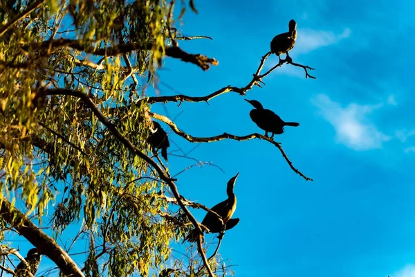 Una Vista Ángulo Bajo Grandes Cormoranes Ramas Árboles — Foto de Stock