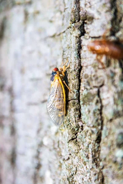 Macro Tiro Vertical Uma Bela Cigarra Uma Superfície Madeira — Fotografia de Stock