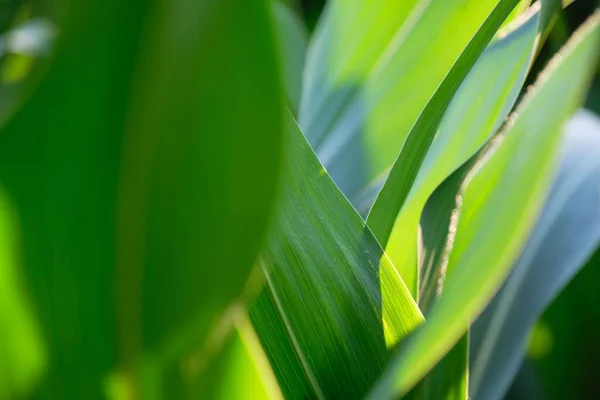 Gros Plan Feuilles Vertes Une Plante Palmarosa — Photo