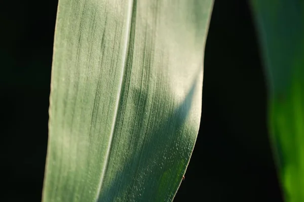 Макросъемка Кукурузного Листа Тенями Солнечного Света Размытым Фоном — стоковое фото