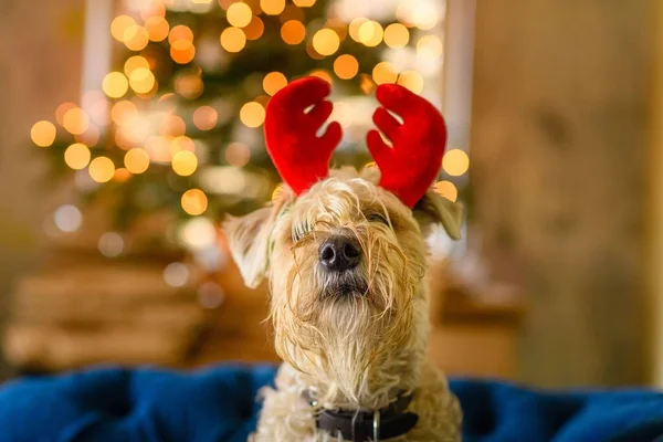 Porträt Eines Entzückenden Terriers Mit Roten Weihnachtshörnern — Stockfoto