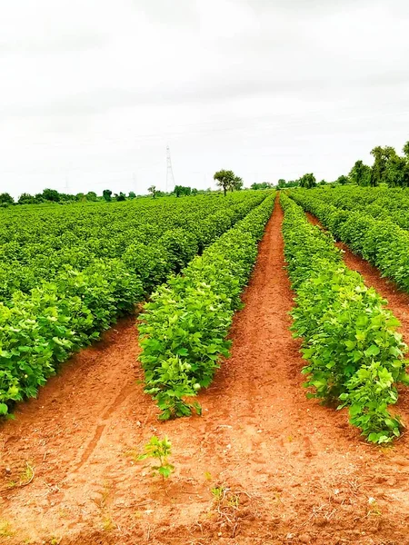 Cotton Crop Indian Forming Field — Stock Photo, Image