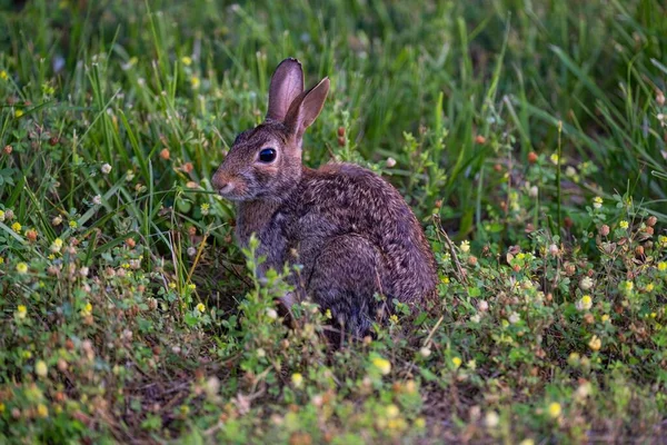 Primer Plano Lindo Conejo Marrón Sentado Hierba — Foto de Stock