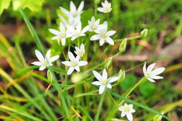 Plan Rapproché Une Plante Fleurs Blanches Isolée Sur Fond Flou — Photo