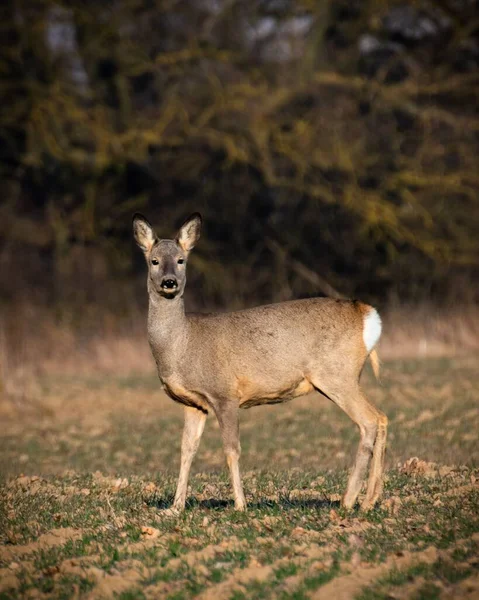 Eine Vertikale Aufnahme Von Rehen Die Auf Dem Gras Stehen — Stockfoto