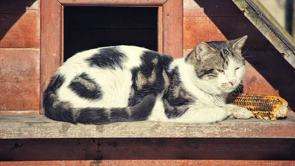 Mısırı Yiyen Sevimli Bir Kedinin Yakın Plan Fotoğrafı — Stok fotoğraf