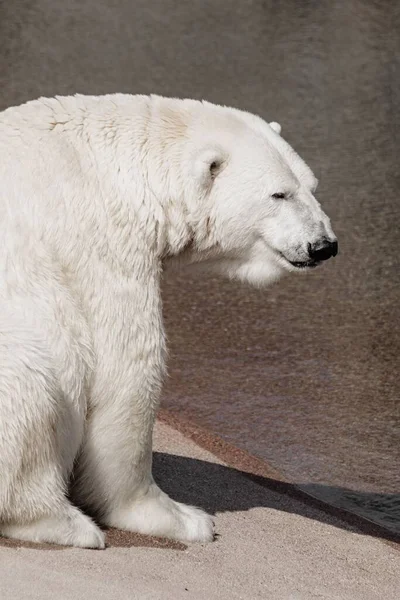 Orso Polare Bianco Una Riva — Foto Stock