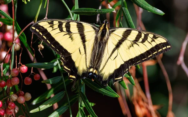 Close Shot Papilio Rutulus Plant — Stock Photo, Image