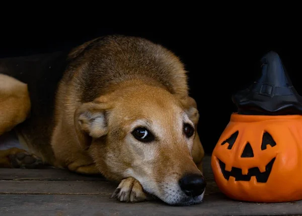 Porträtt Hund Bredvid Halloween Pumpa Svart Bakgrund — Stockfoto