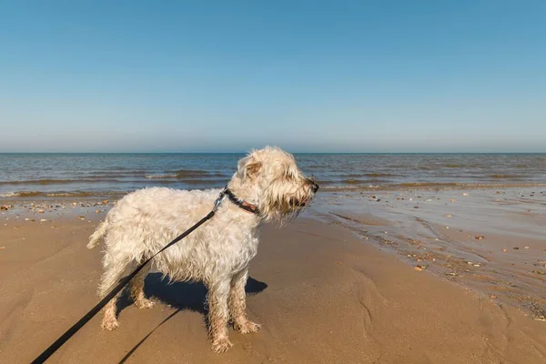 Kumsalda Tasmalı Tüylü Islak Bir Köpek — Stok fotoğraf