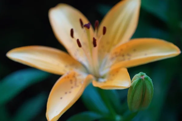 Detailní Záběr Kvetoucí Lilie Lilium — Stock fotografie