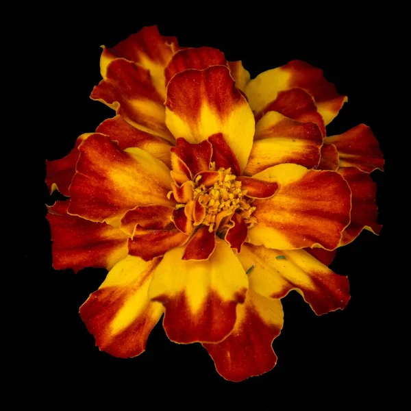 A marigold flower with a black background