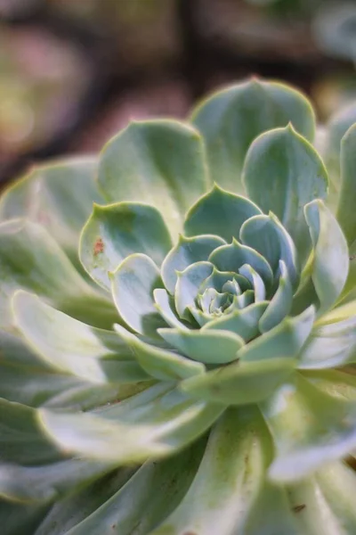 Eine Vertikale Nahaufnahme Einer Grünen Sukkulente Echeveria Elegans — Stockfoto