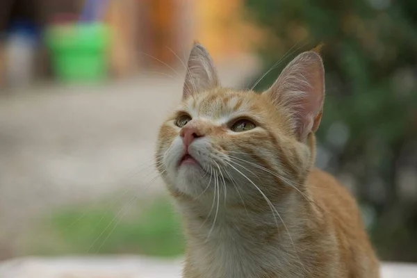 Primo Piano Adorabile Gatto Rossiccio Che Alza Sguardo — Foto Stock