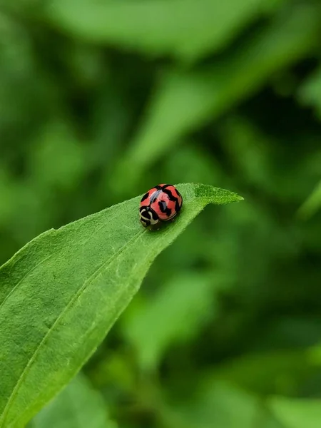 Closeup Tiny Ladybug Dark Green Leaf Blurred Background — Stock Photo, Image