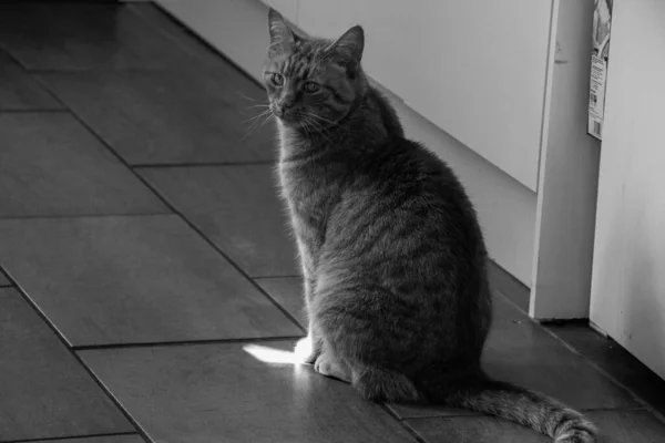 Grayscale Shot Cat Sitting House — Stock Photo, Image