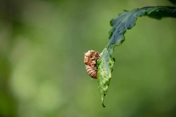Yeşil Yapraklı Bir Ağustos Böceği Kabuğunun Makro Görüntüsü — Stok fotoğraf