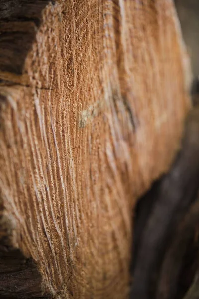 Close Vertical Uma Árvore Corte Log Textura — Fotografia de Stock