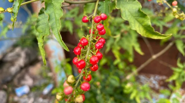 Closeup Fresh Brazilian Peppertree Fruits Branches Garden — Stock Photo, Image