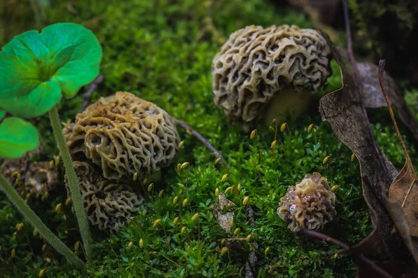 Cogumelos Morel Crescendo Uma Floresta — Fotografia de Stock
