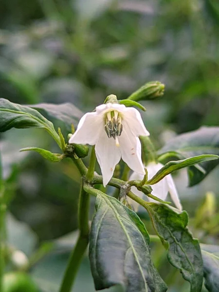 Closeup Vertical Shot White Pepper Blossom Blurred Background — Stock Photo, Image