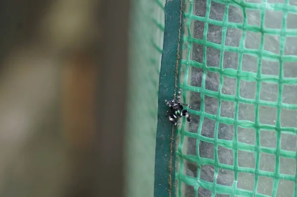 Una Araña Saltadora Atrevida Que Arrastra Sobre Una Superficie Malla —  Fotos de Stock