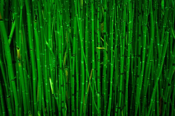 Közelkép Egy Bambuszerdőről Los Angelesben Usa — Stock Fotó