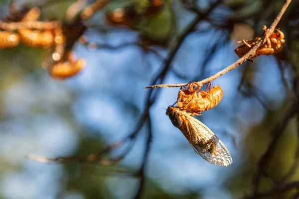 껍데기에서 나오는 귀여운 매미의 숨막힐 매크로 — 스톡 사진